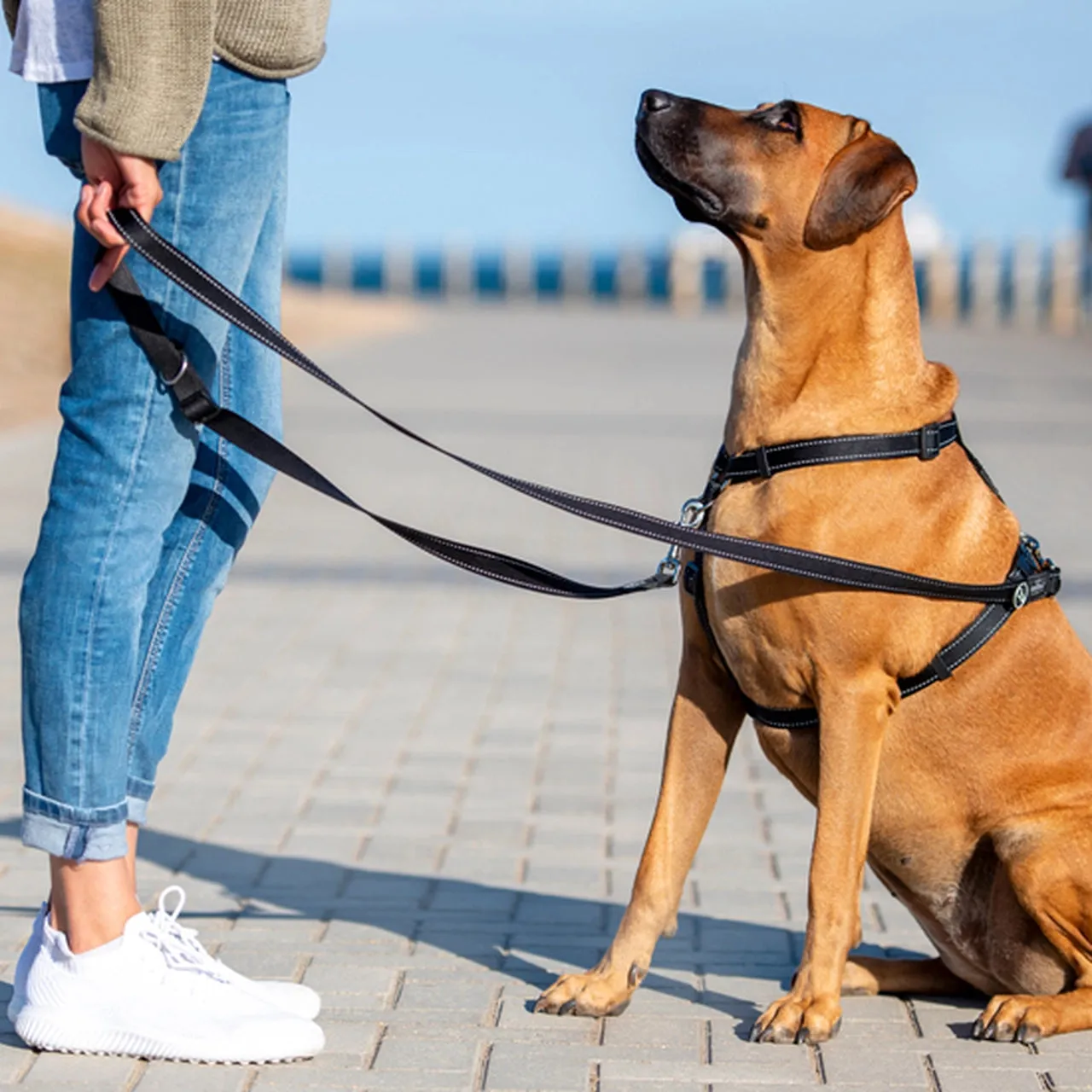 Rogz Multi Purpose Utility Dog Leash